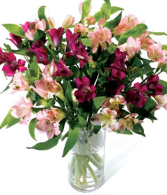 Pink Peruvian Lilies