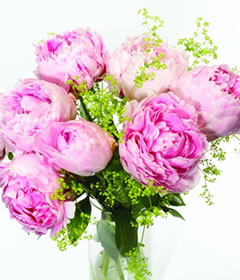 Pretty Pink Peonies