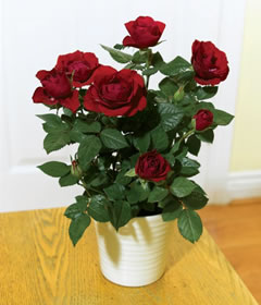 Red Rose Pot Plant