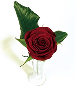 Single Red Rose & Vase