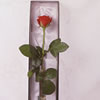 Single Red Rose