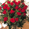 Two Dozen Deluxe Red Roses