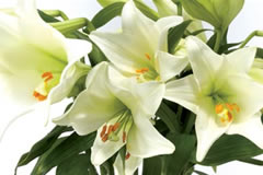 White Lilies