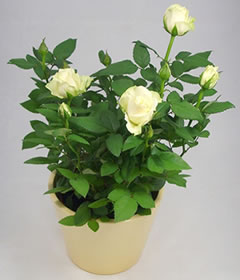 White Rose Pot Plant