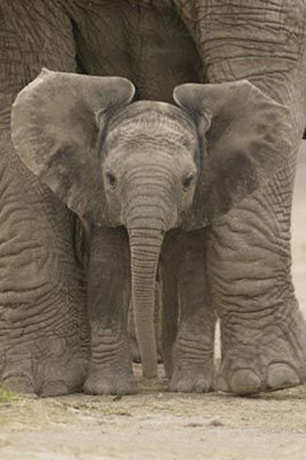 Posters Baby Elephant Poster Maxi PP30591
