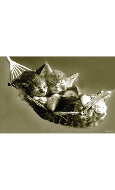 Posters Kittens In A Hammock Poster Maxi PP30342