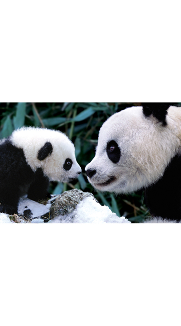 Posters Pandas Poster Maxi PP30906