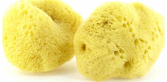 Sea Pearls for Prolapse