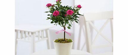 Pink Potted Rose