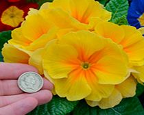 Primrose Plants - Rambo Mix