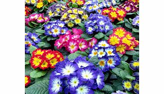 Primrose Plants - Starflame Mix
