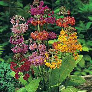 Candelabra Hybrids Seeds