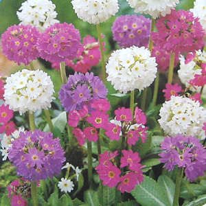 Primula Drumstick Mixed Seeds