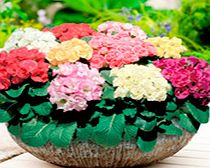 Primula Plants - Primlet Mix