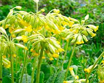 Primula Veris Plants