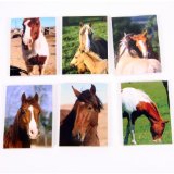 Puckator Pony and Horse Pocket Memo Pad, 6 assorted designs sold separately