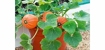 Pumpkin Plants - F1 Windsor