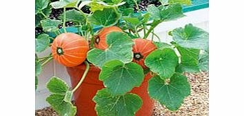 Pumpkin Plants - F1 Windsor
