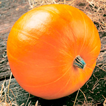 Pumpkin Seeds - Orbit F1