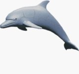 Quay Dolphin - 4D Puzzle