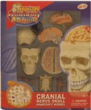 QUAY Human Cranial Skull Anatomy Model