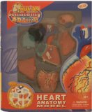 QUAY Human Heart Anatomy Model