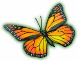 QUAY Mornarch Butterfly - 4D Puzzle