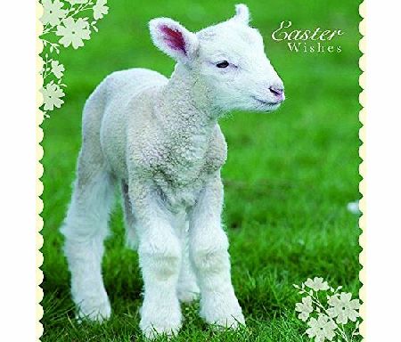 Quayside Cards Spring Lamb Easter 5 Card Pack