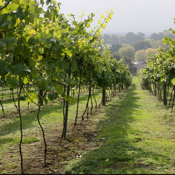 `R` Experience Vineyard Tour and Wine
