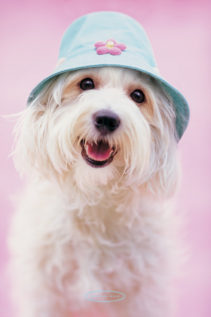 Rachael Hale Cindy Poster Maxi PP30235