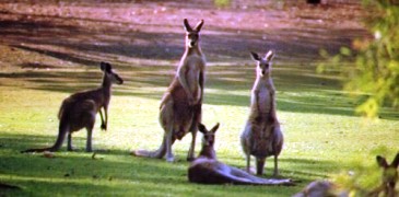 Rainforest and Wildlife (Day and Night)