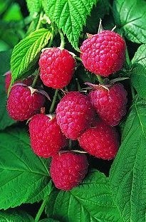 Raspberry Delight x 5 plants