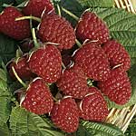 Glen Ample (Pack of 12)