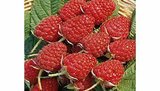 Raspberry Plants - Glen Ample
