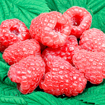 Raspberry Plants - Glen Dee
