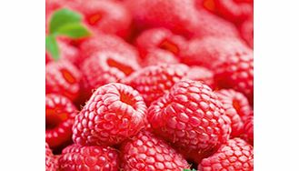 Raspberry Plants - Late Season Collection