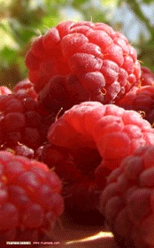 Raspberry puree (chilled)