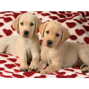 Ravensburger A Golden Moment 1500 Piece Jigsaw Puzzle