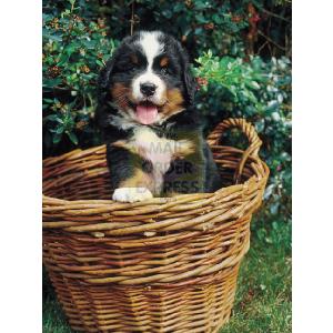 Bernese Mountain Dog Puppy 500 Piece Jigsaw Puzzle