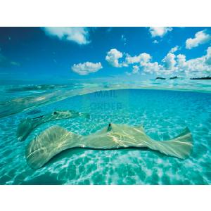 National Geographic Stingray 1000 Piece Jigsaw Puzzle