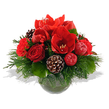 Red Amaryllis Bowl - flowers