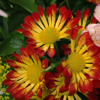 Red Carnations - flowers