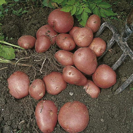 Duke of York Potato - 3kg 3kg