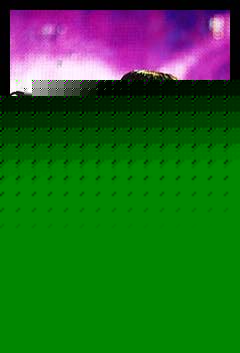 Chili Peppers- Hyde Park 19th June 2004