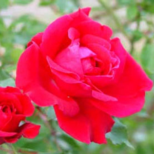Red New Dawn Climbing Rose