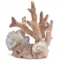 Reef One Samuel Baker Coral Pink Small