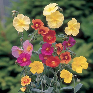 rock-rose-helianthemum-mix-seeds.jpg
