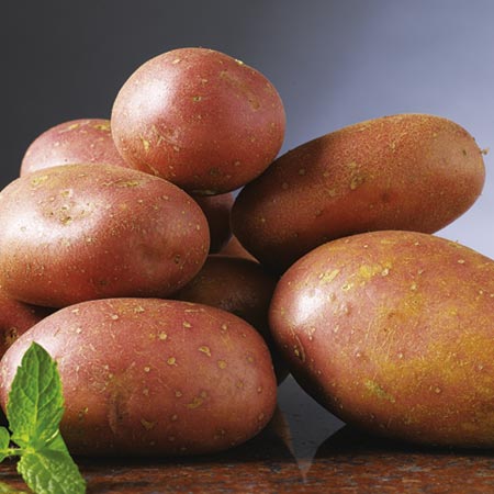 Rooster Potato - Mid Season 1 kg