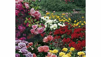 Rose Garden Special Offer