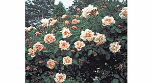 Rose Plant - Albertine